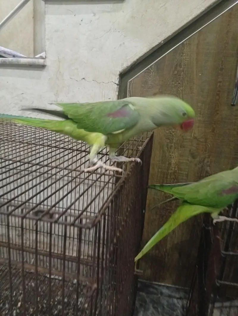 Beautiful Green Parrot Pair For Sale | Healthy & Active Pair — photo 4
