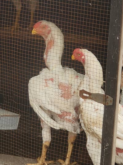 Parrot Beak × Qandhari cross Aseel