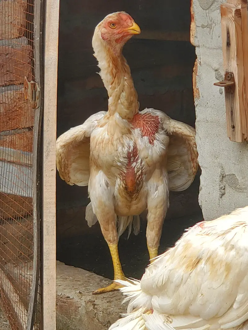 Parrot Beak × Qandhari cross Aseel — photo 2