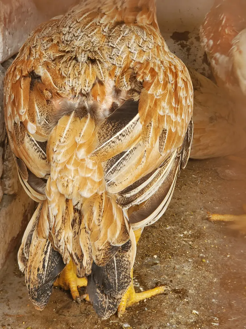 Parrot Beak × Qandhari cross Aseel — photo 3