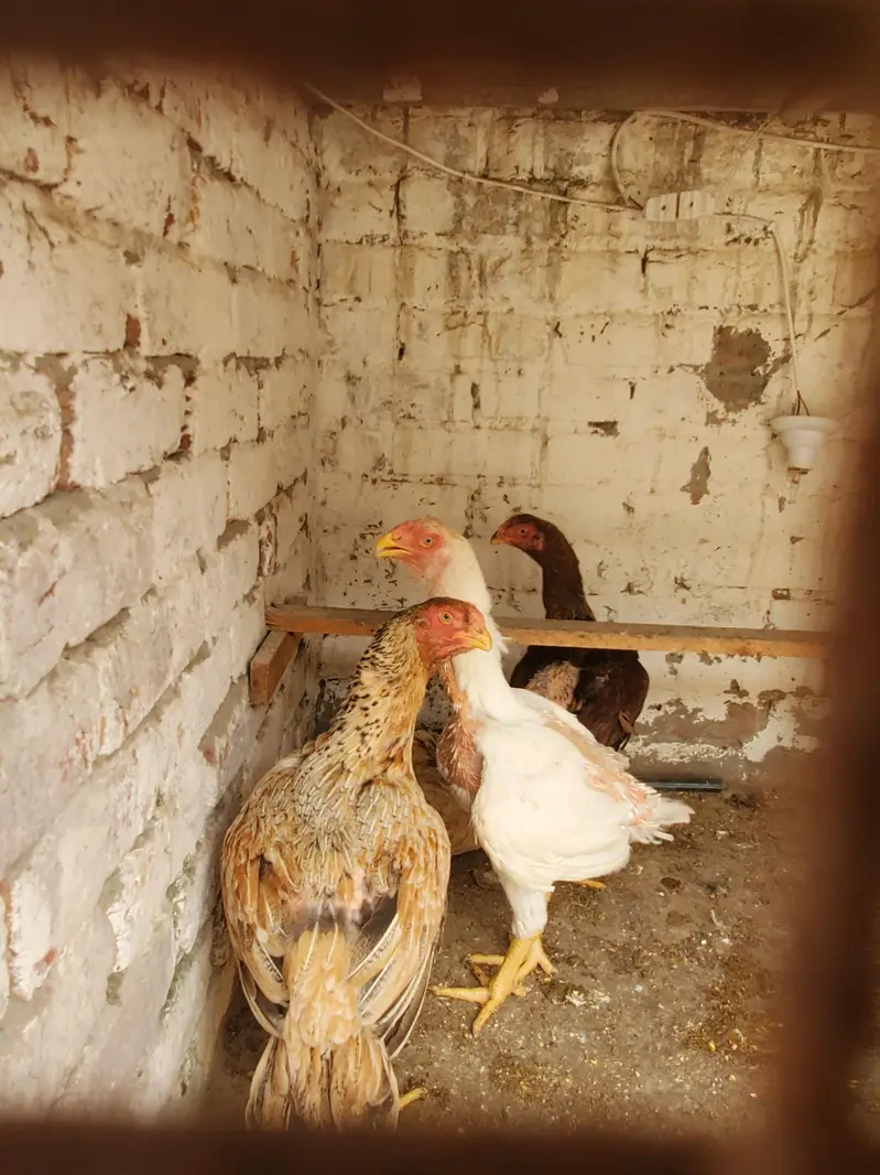Parrot Beak × Qandhari cross Aseel — photo 5