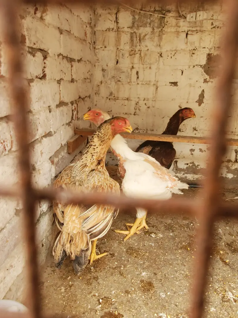 Parrot Beak × Qandhari cross Aseel — photo 6