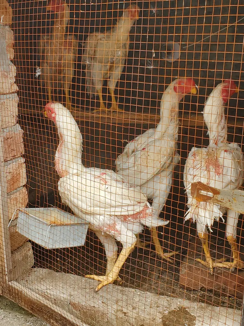 Parrot Beak × Qandhari cross Aseel — photo 7