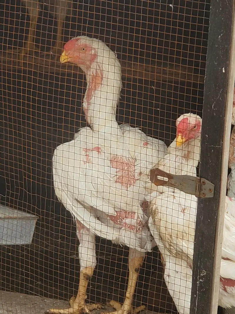 Parrot Beak × Qandhari cross Aseel — photo 8