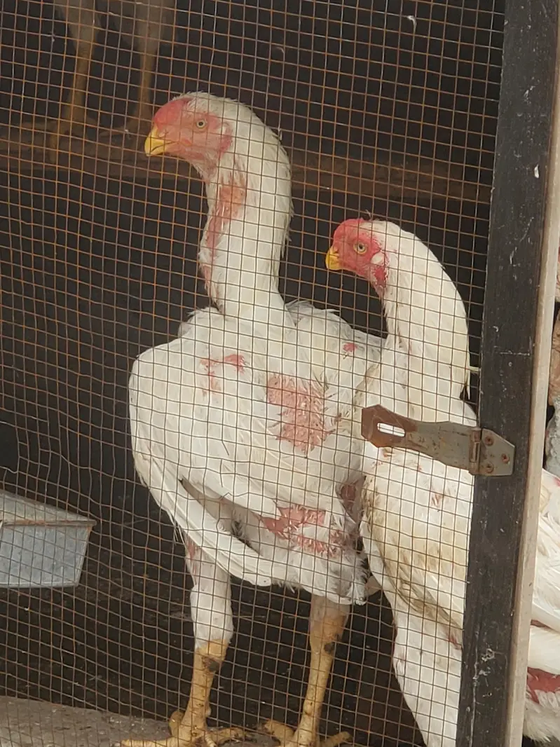 Parrot Beak × Qandhari cross Aseel — photo 9