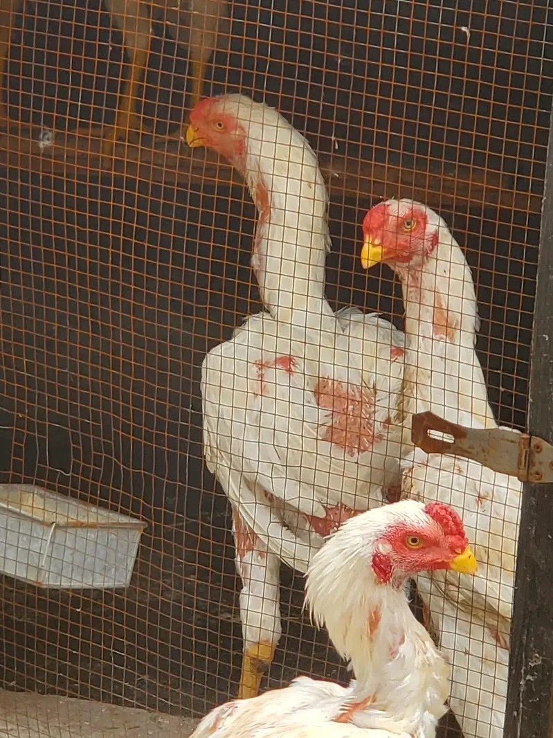Parrot Beak × Qandhari cross Aseel — photo 10