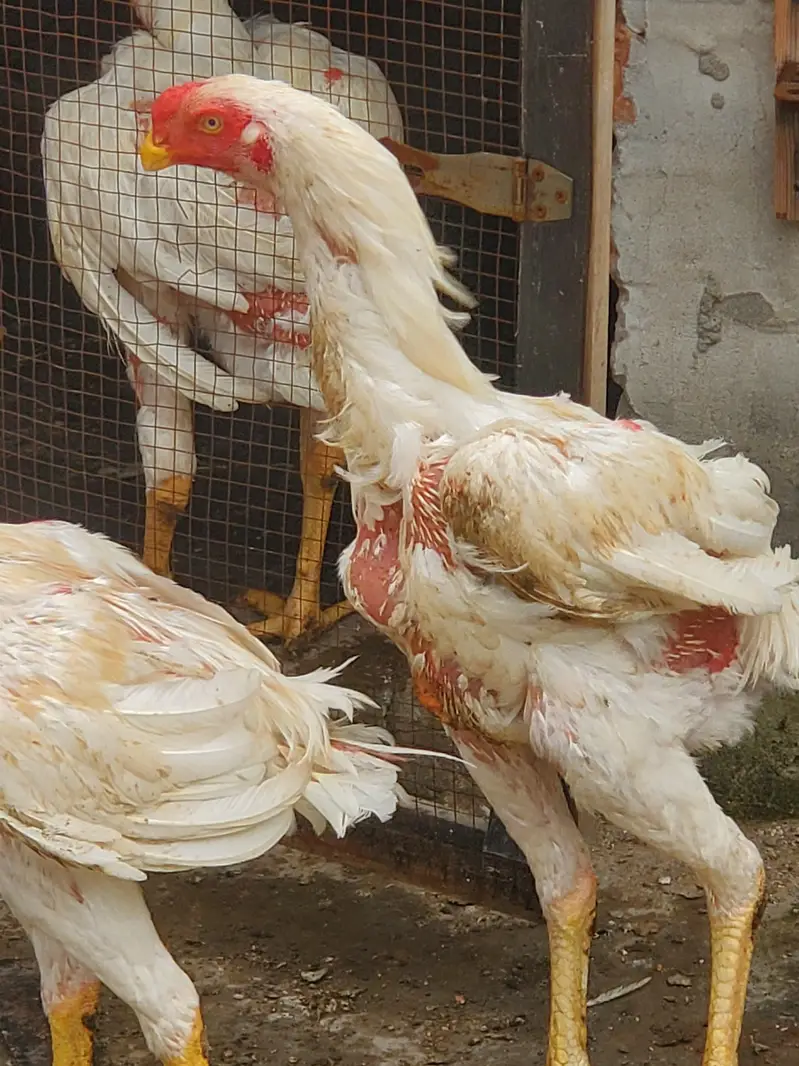 Parrot Beak × Qandhari cross Aseel — photo 11