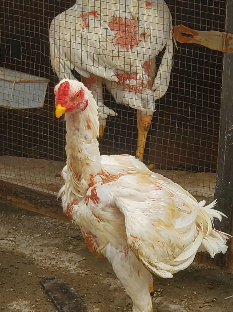 Parrot Beak × Qandhari cross Aseel — photo 12