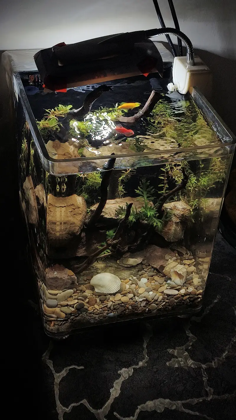 Beautiful Aquarium for Sale – Complete Setup — photo 2