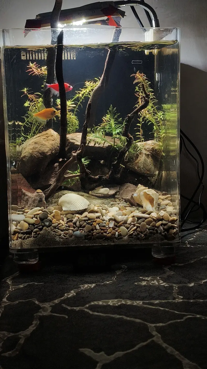 Beautiful Aquarium for Sale – Complete Setup — photo 3