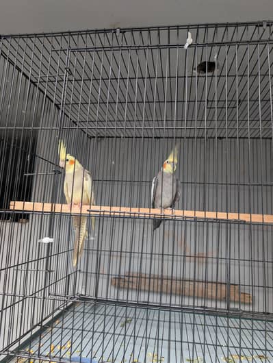 Cocktail breeder pair for sale