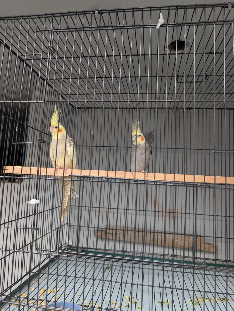 Cocktail breeder pair for sale — photo 2