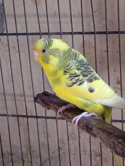 Australia pair for sale or exchange possible urgent sale