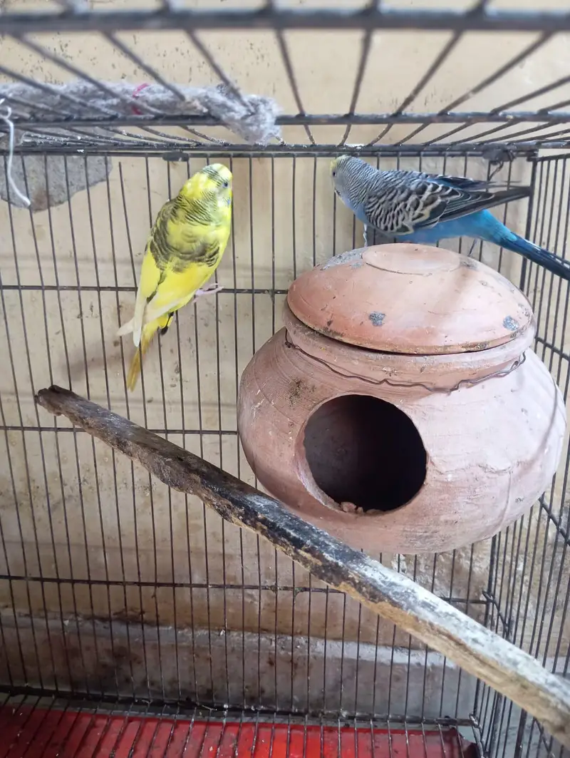 Australia pair for sale or exchange possible urgent sale — photo 3