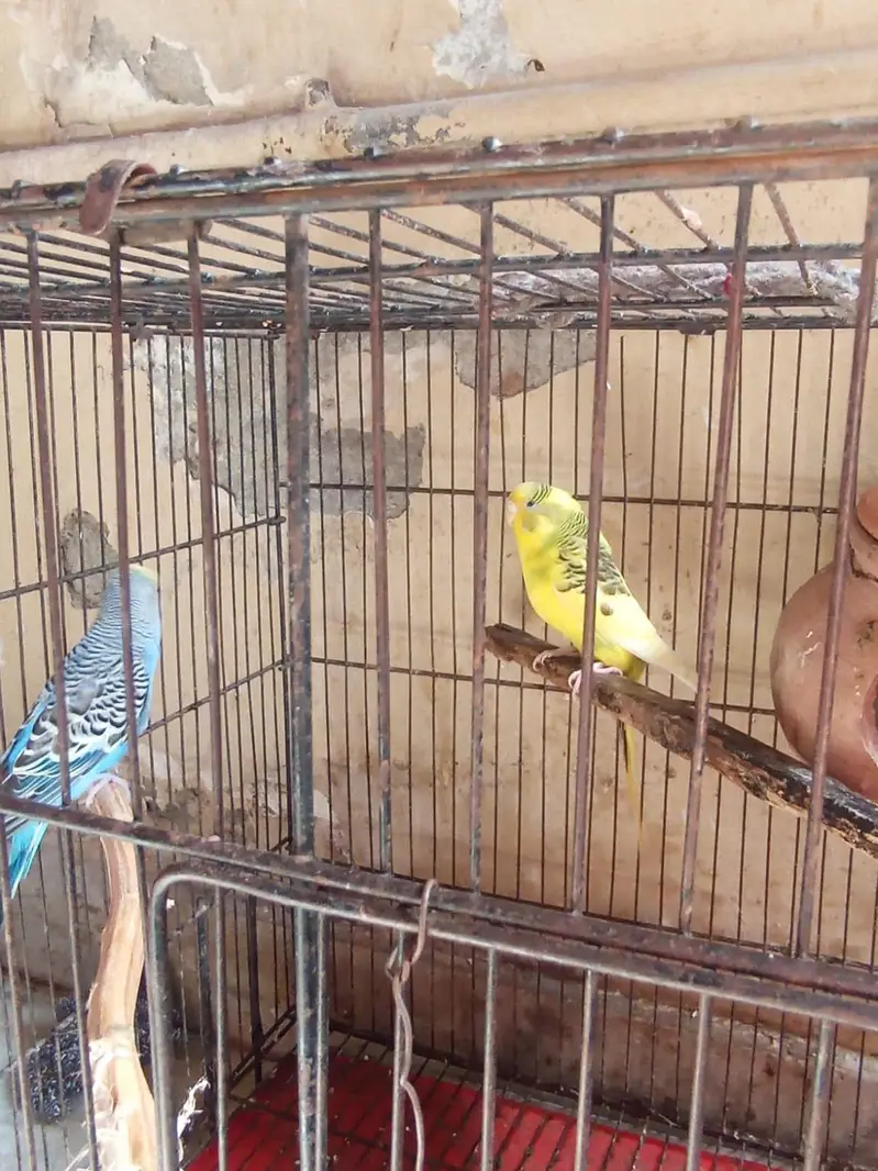 Australia pair for sale or exchange possible urgent sale — photo 4