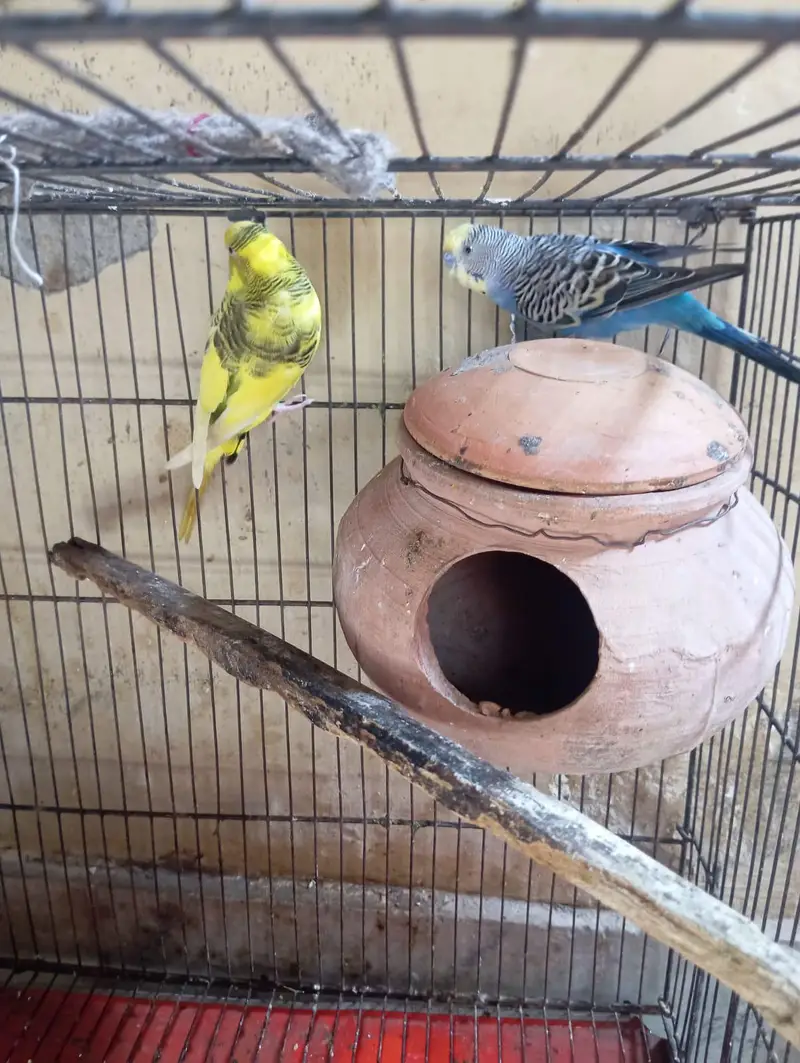 Australia pair for sale or exchange possible urgent sale — photo 5