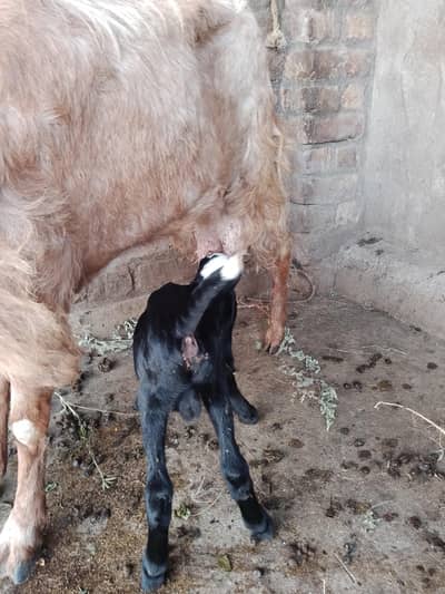 barbari goat for sale