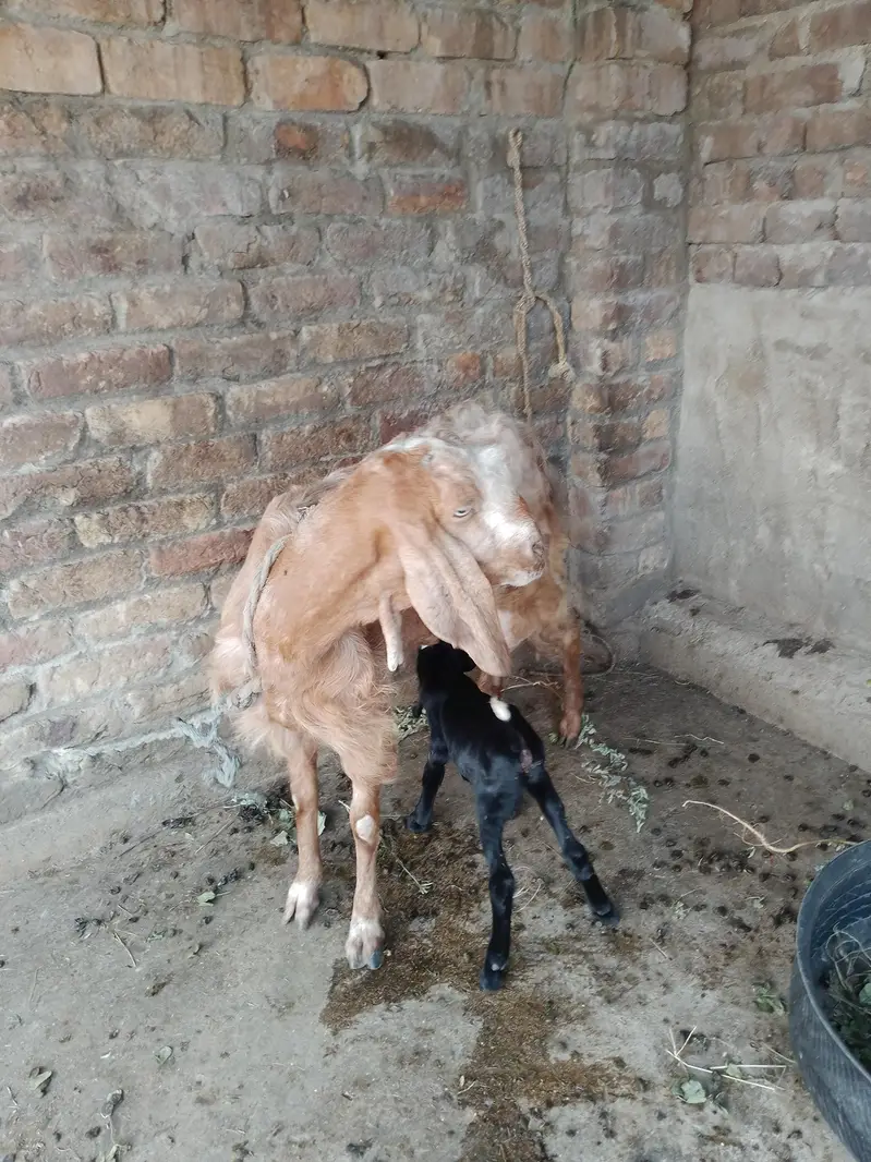 barbari goat for sale — photo 2