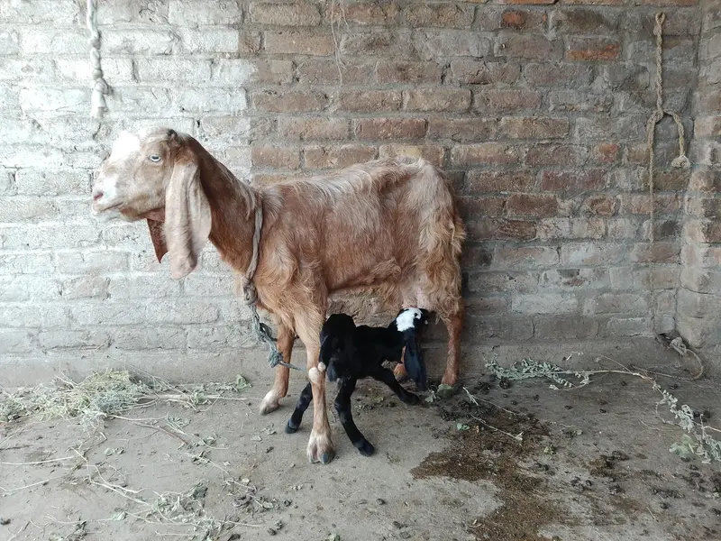 barbari goat for sale — photo 5