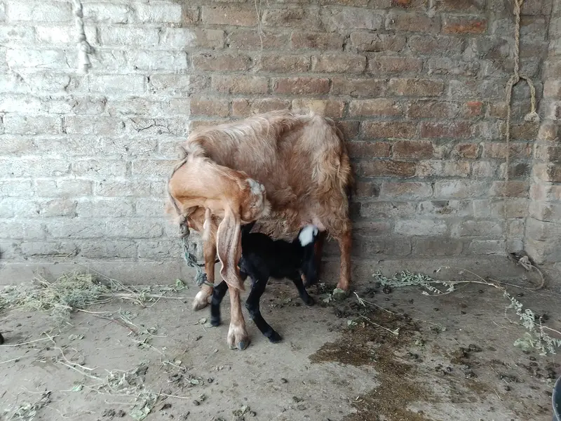 barbari goat for sale — photo 6