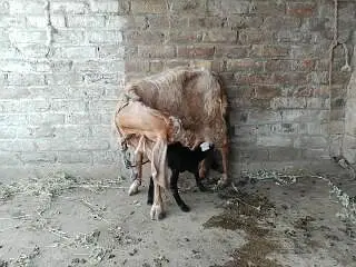 barbari goat for sale — photo 7