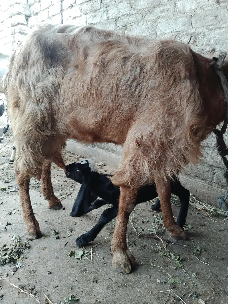 barbari goat for sale — photo 8