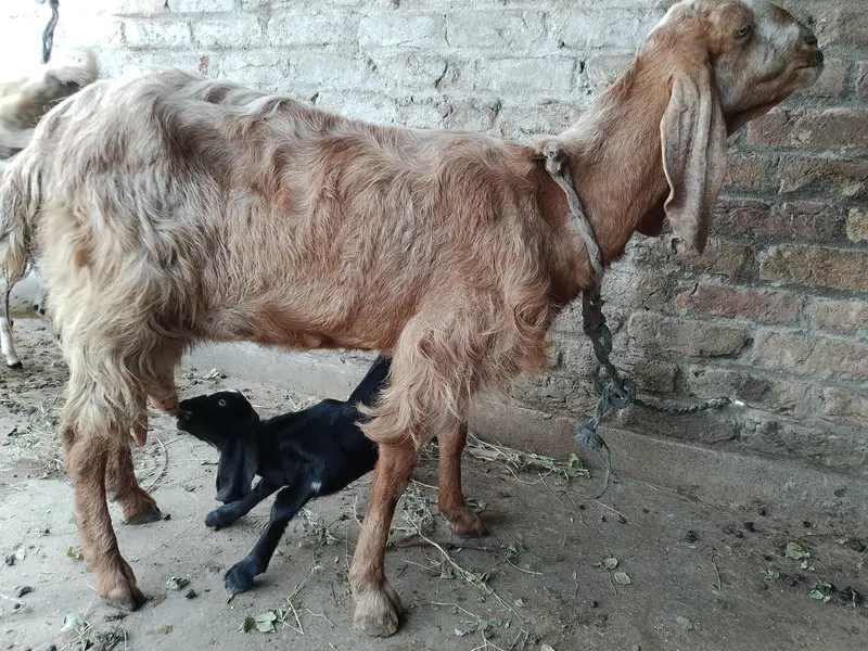 barbari goat for sale — photo 9