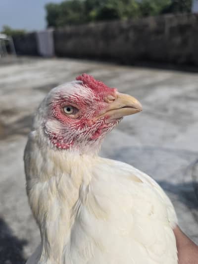 Heera Assel ( near to laying Egg)
