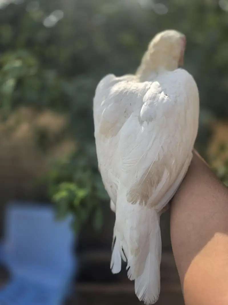 Heera Assel ( near to laying Egg) — photo 2