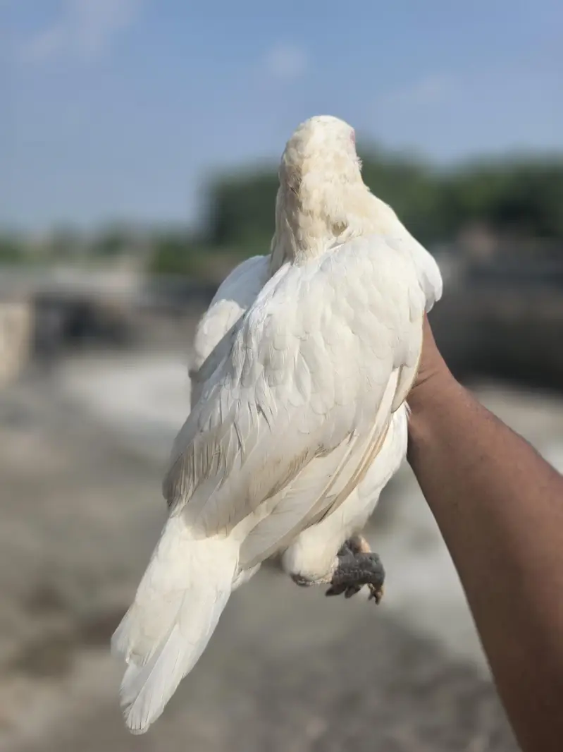 Heera Assel ( near to laying Egg) — photo 3