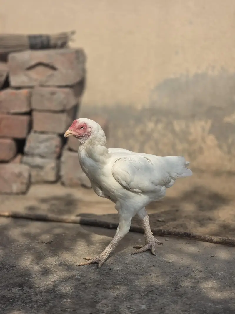 Heera Assel ( near to laying Egg) — photo 4