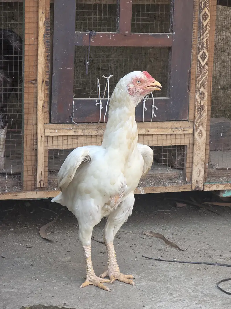 Heera Assel ( near to laying Egg) — photo 5