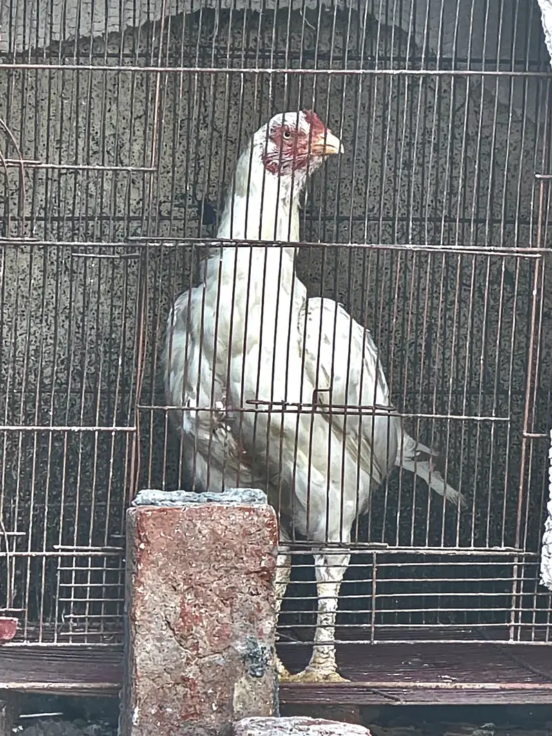 Heera Assel ( near to laying Egg) — photo 6