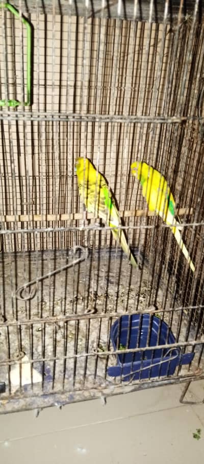 budgies for sale