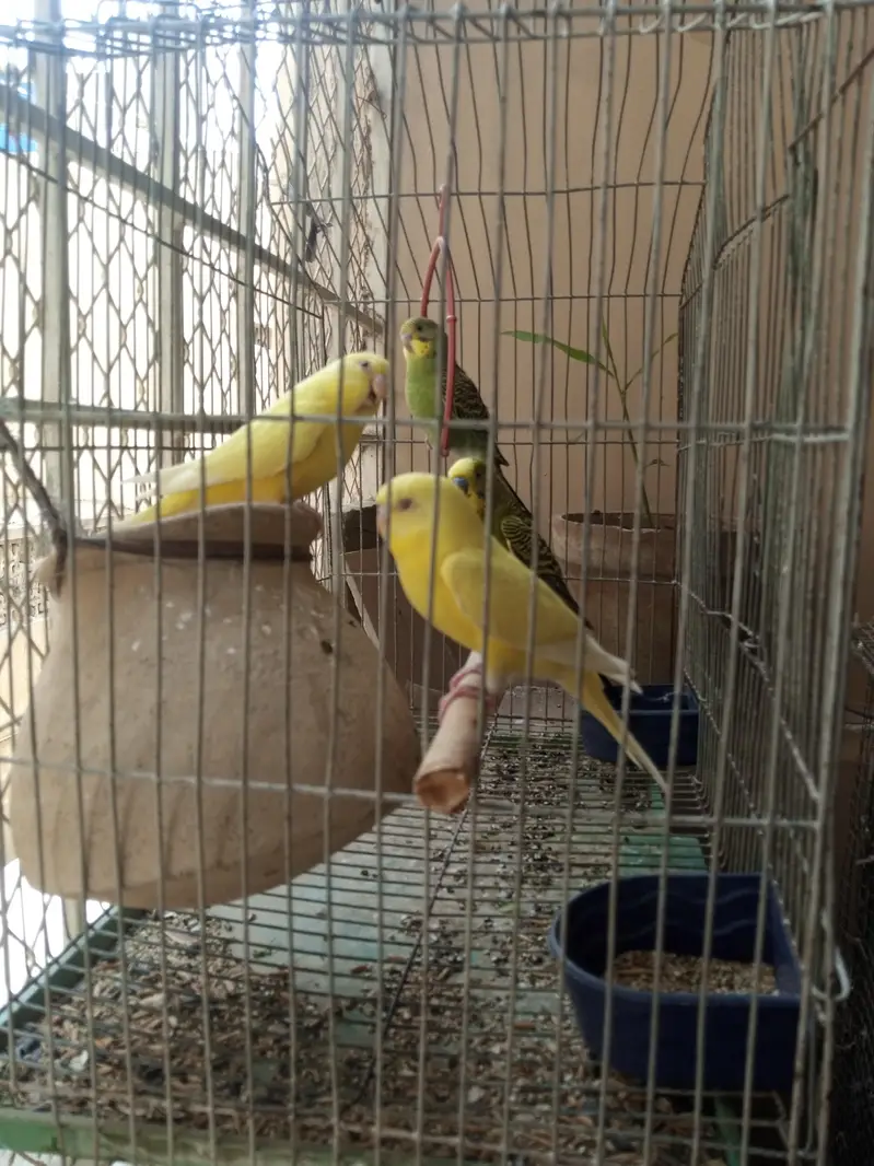 budgies for sale — photo 2