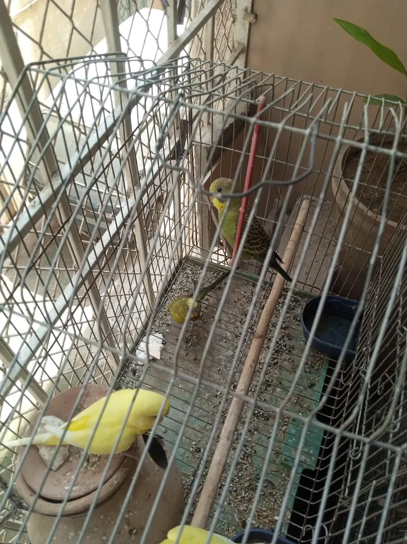budgies for sale — photo 3