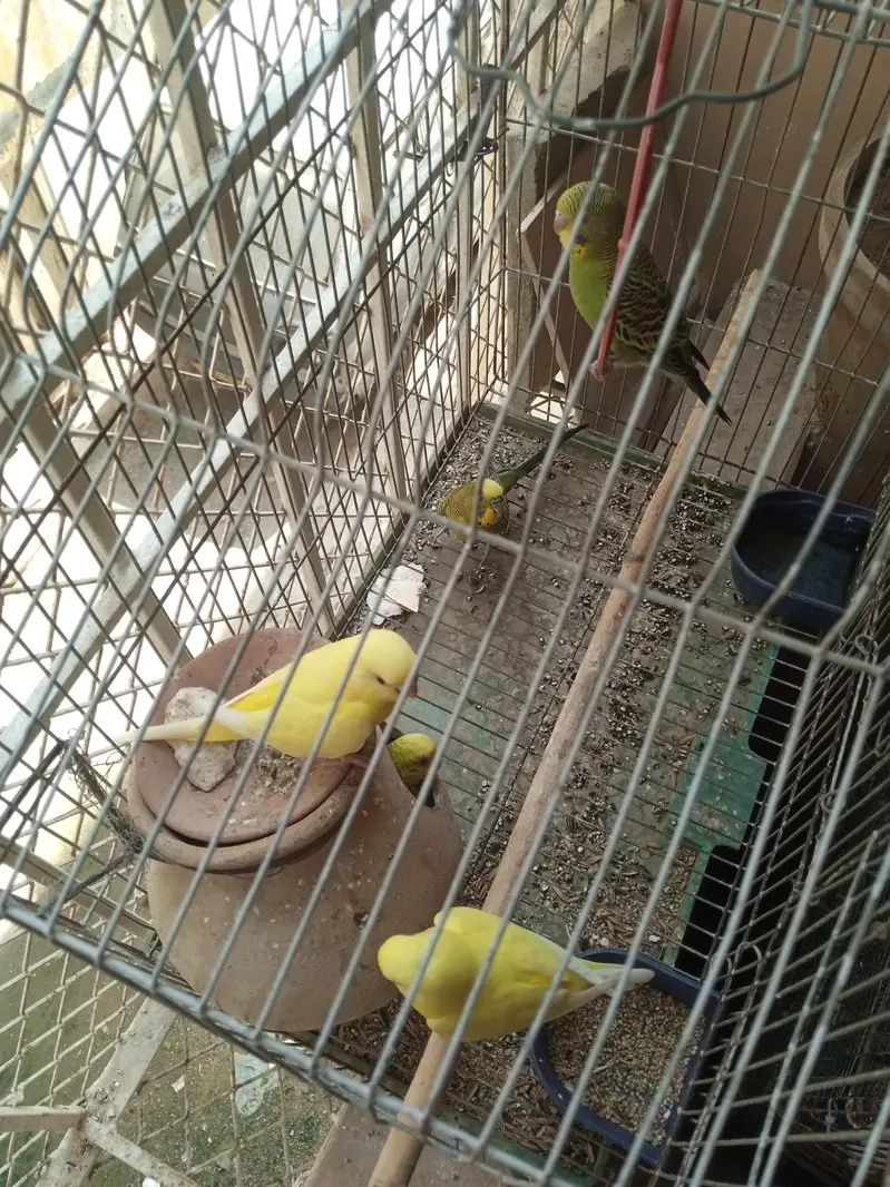 budgies for sale — photo 4