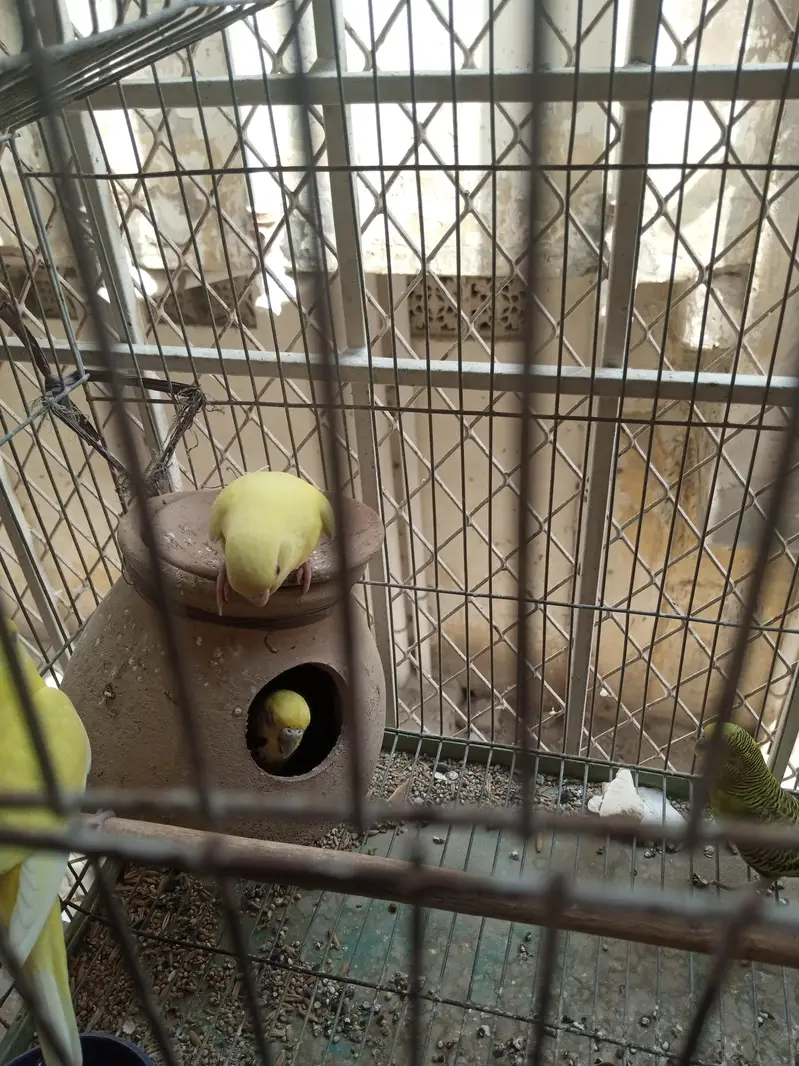 budgies for sale — photo 5