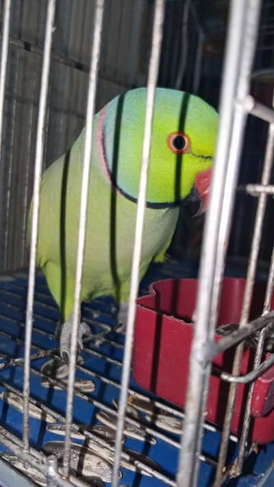 indian ring neck