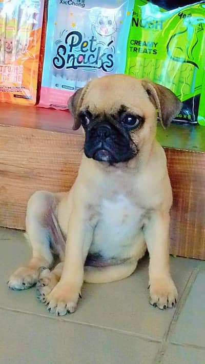 Pug puppy male and Peke face kittens