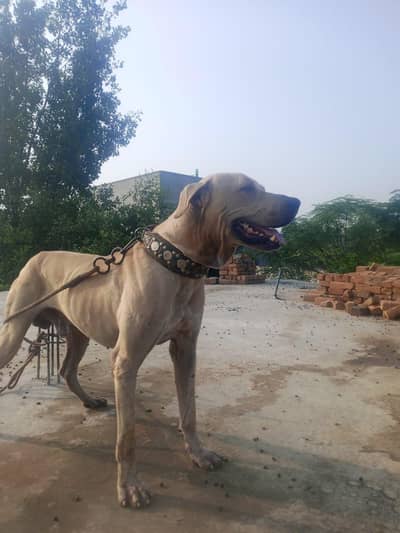 selling dog