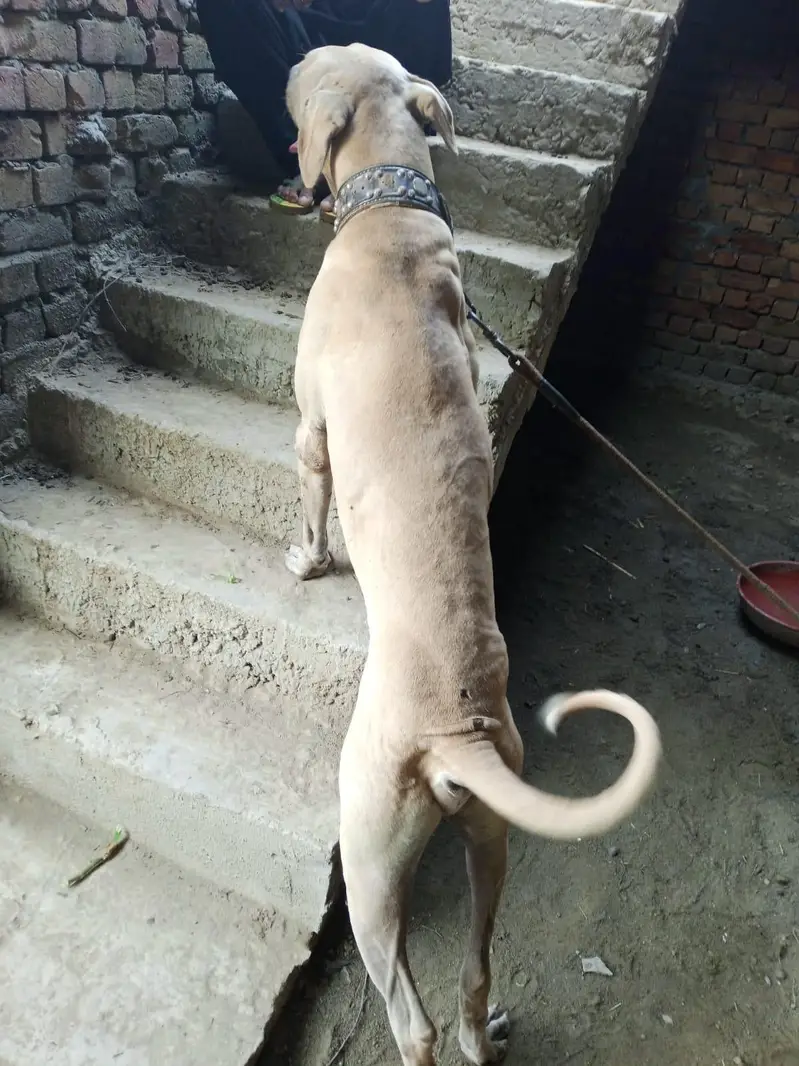 selling dog — photo 2