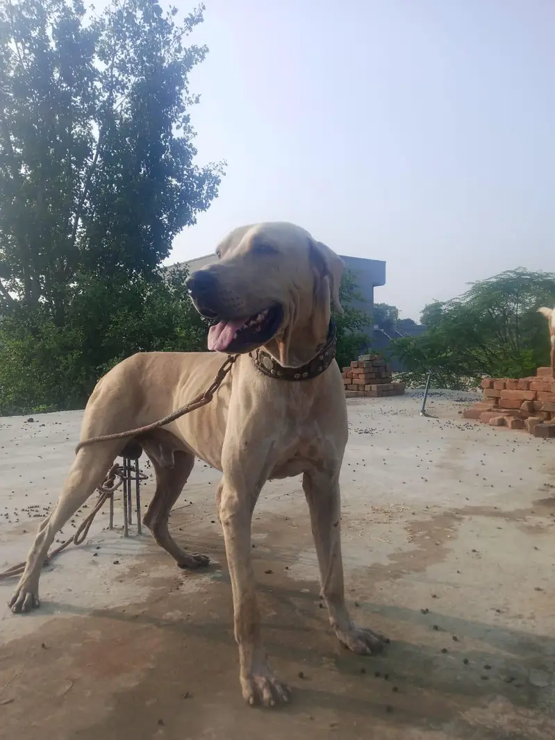 selling dog — photo 3