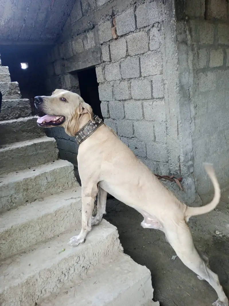 selling dog — photo 4