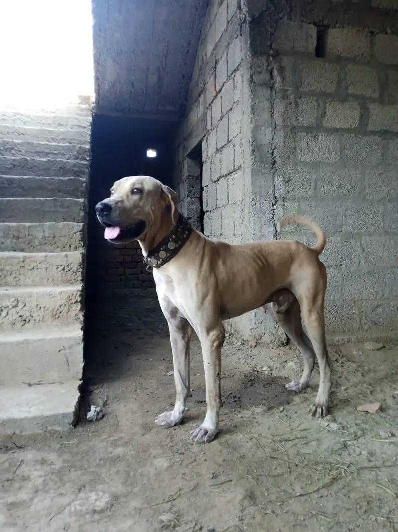 selling dog — photo 5