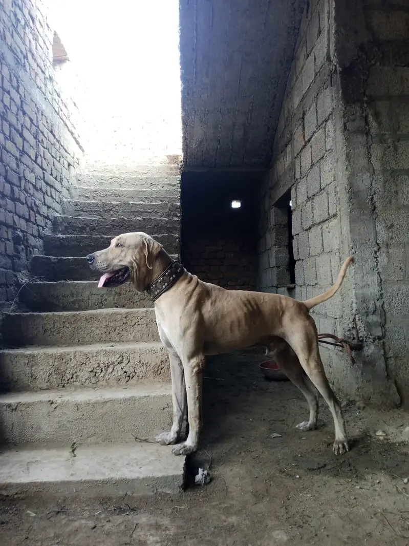 selling dog — photo 6
