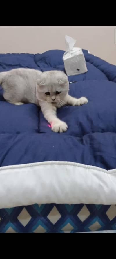 Scottish fold female kitten (imported)
