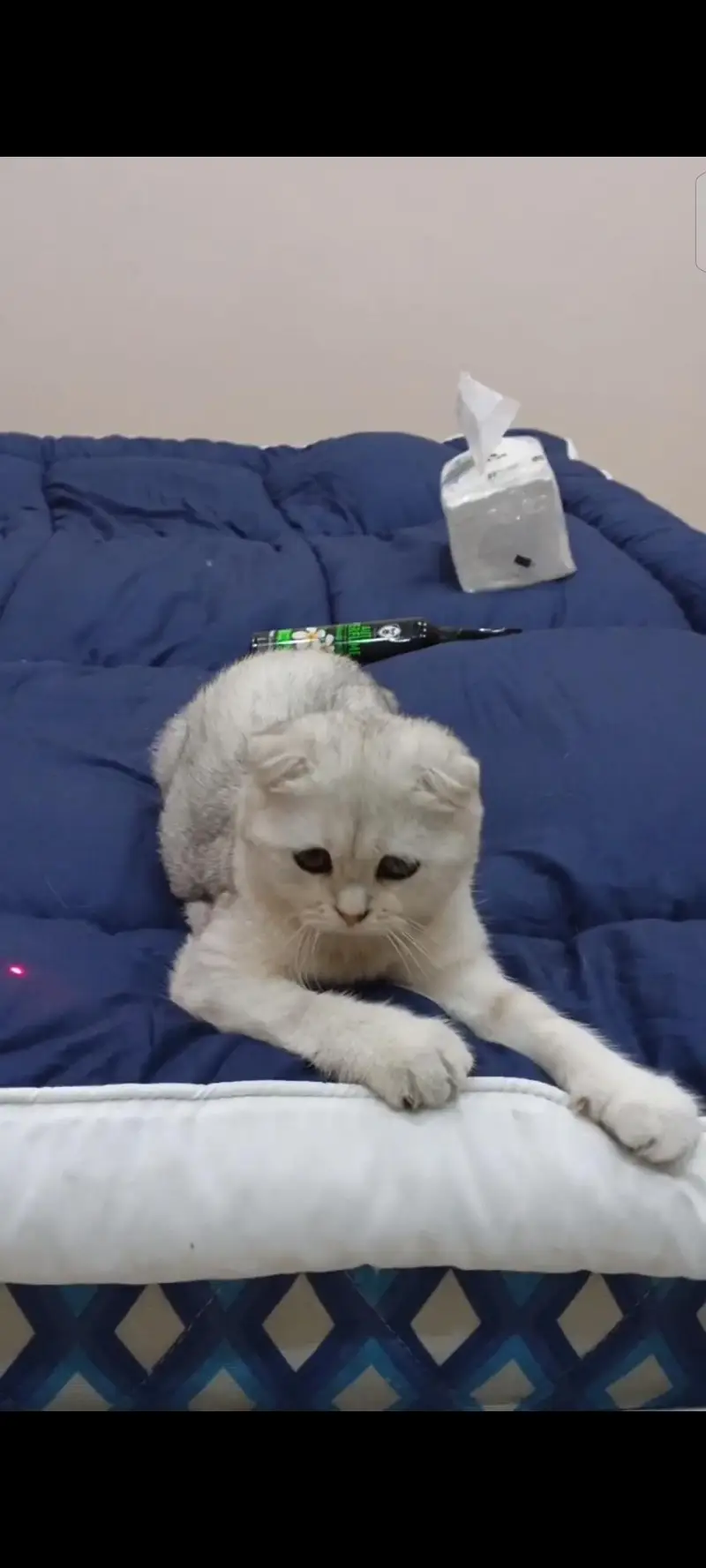 Scottish fold female kitten (imported) — photo 2