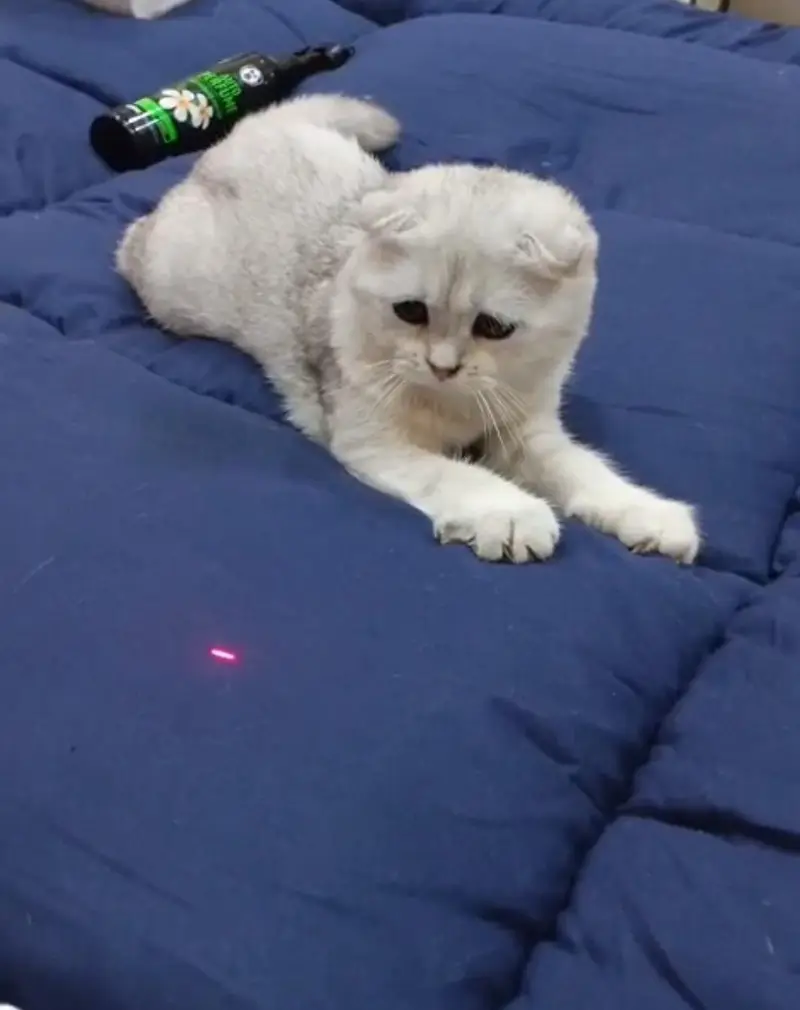 Scottish fold female kitten (imported) — photo 3