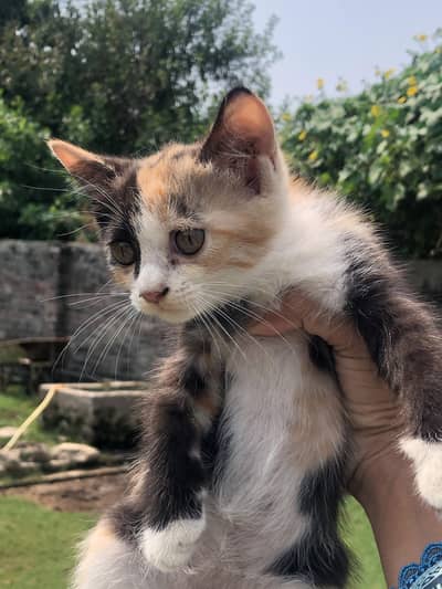 Three Female White Persian Kittens in Gujrat